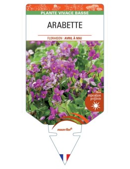 ARABETTE (caucasica Rosea)