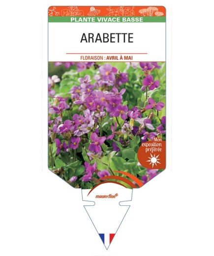 ARABETTE (caucasica Rosea)