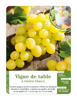 Vigne de table à raisins blancs