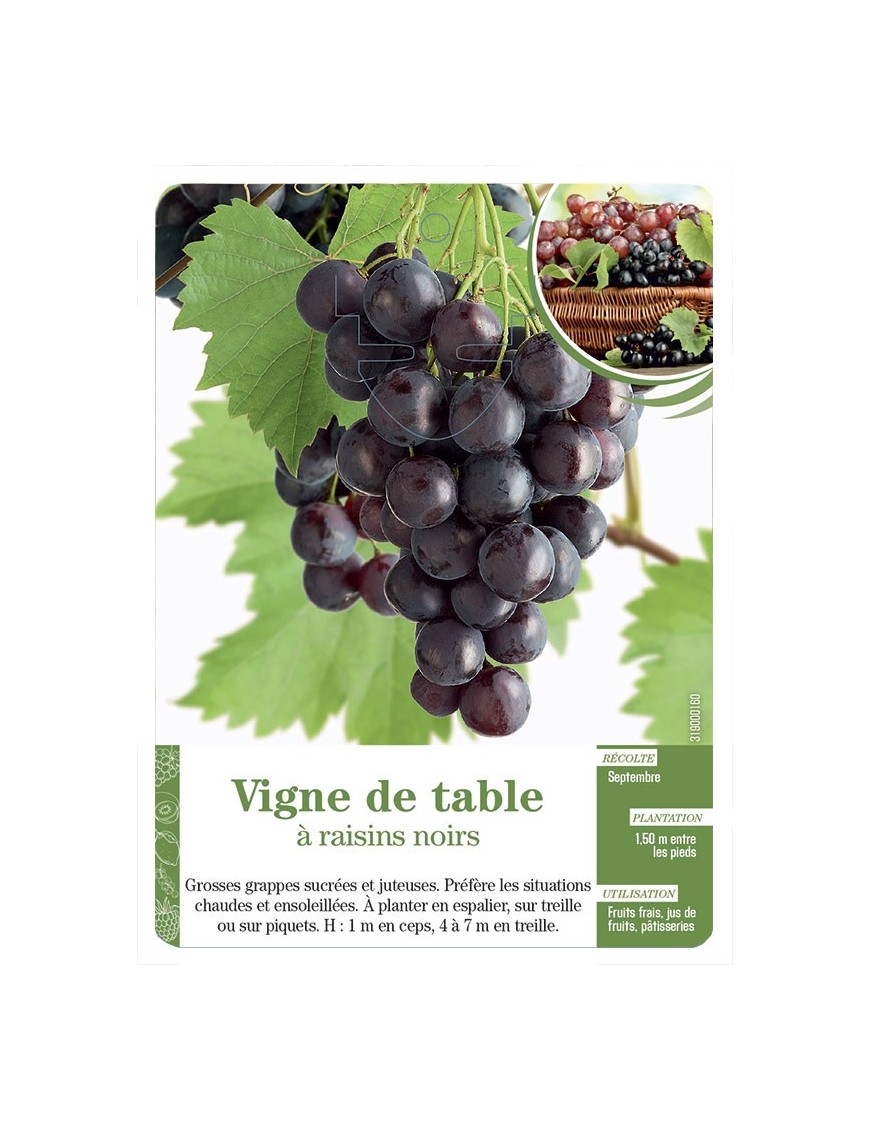Vigne de table à raisins noirs