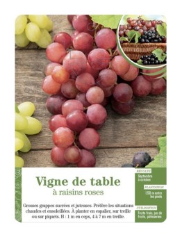 Vigne de table à raisins roses