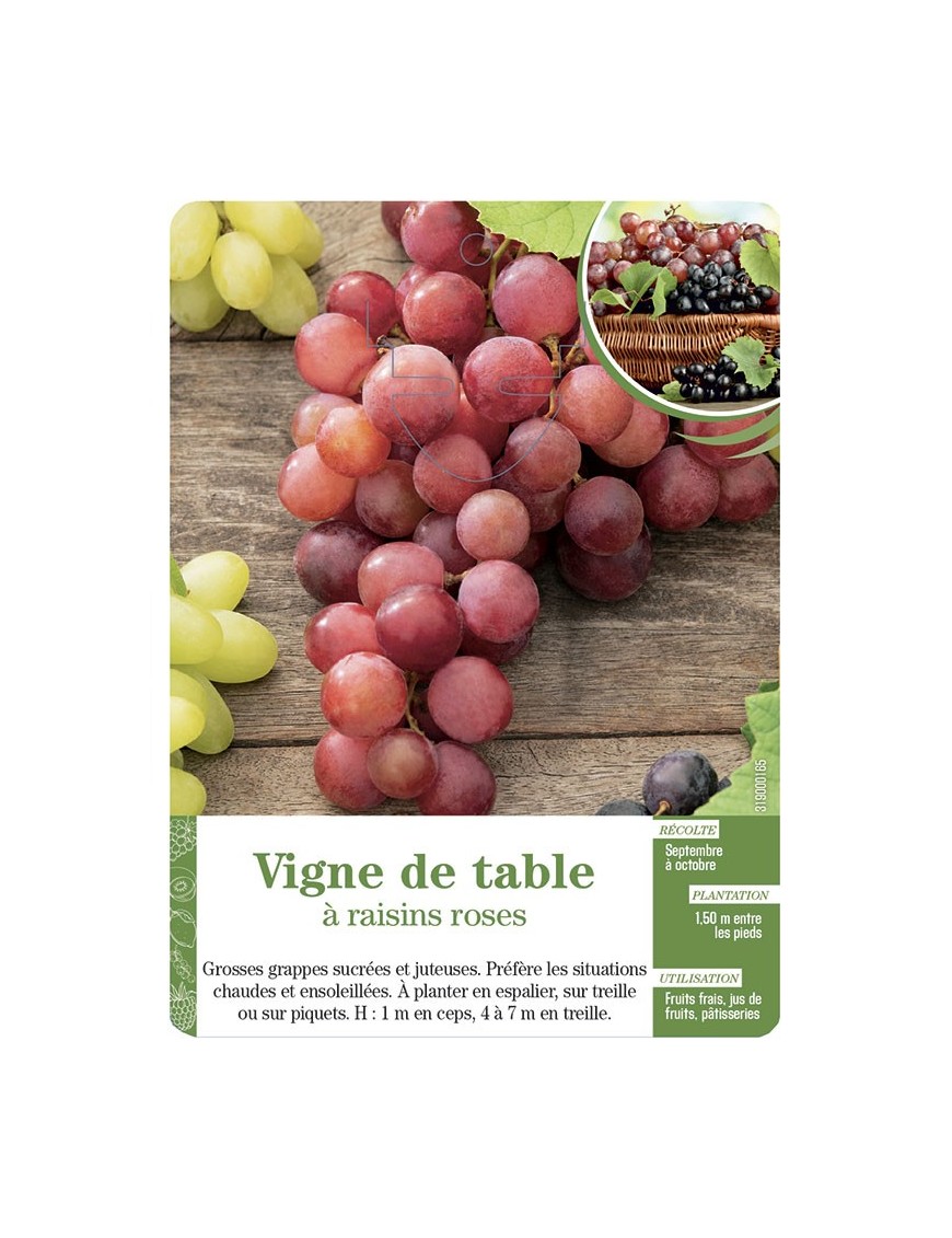 Vigne de table à raisins roses