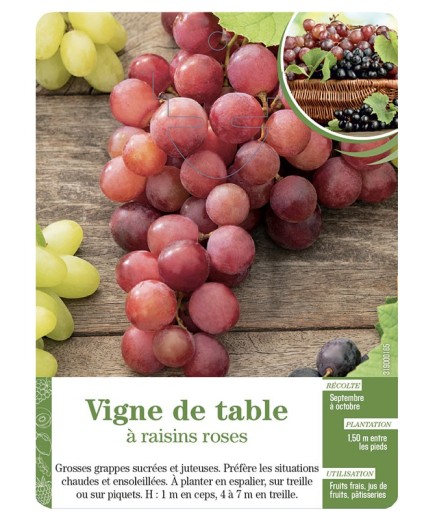 Vigne de table à raisins roses