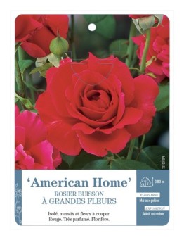 Rosier à grandes fleurs American Home