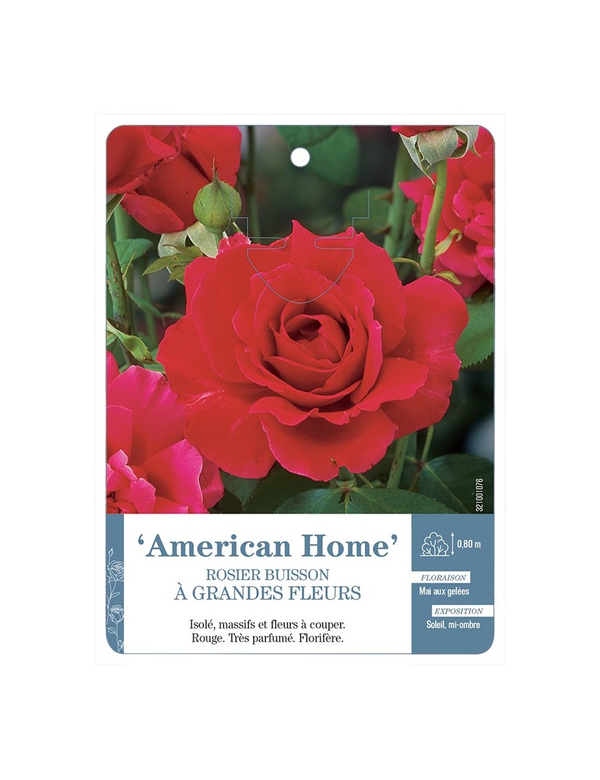 Rosier à grandes fleurs American Home