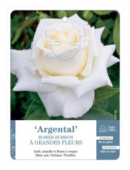 Rosier à grandes fleurs Argental