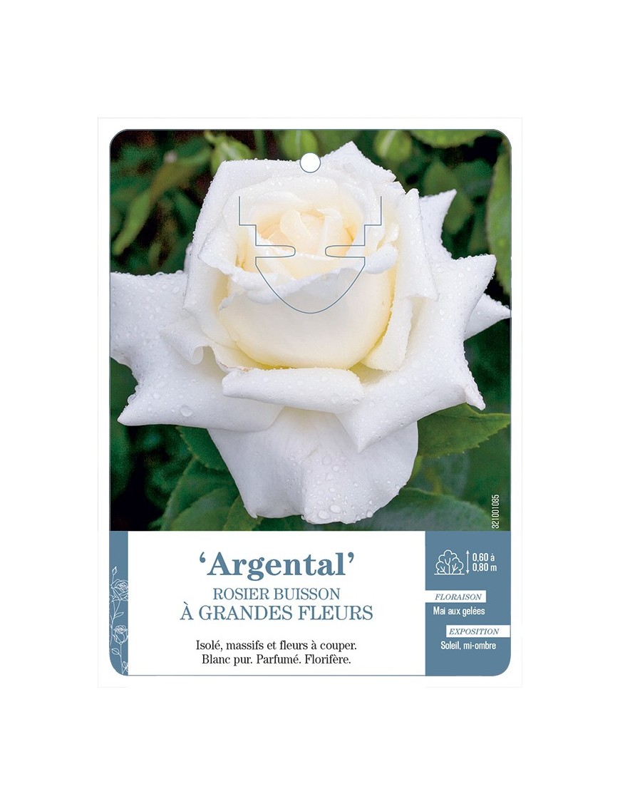 Rosier à grandes fleurs Argental