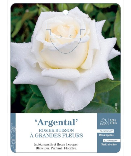 Rosier à grandes fleurs Argental