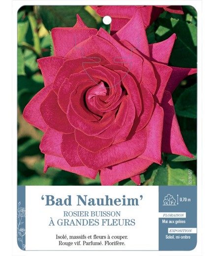 Rosier à grandes fleurs Bad Nauheim