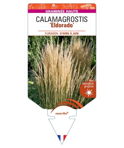 CALAMAGROSTIS x acutiflora Eldorado