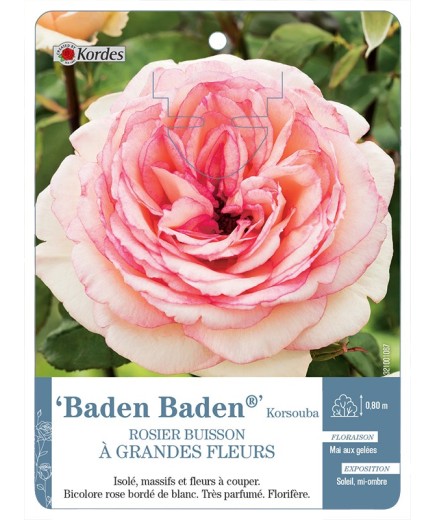 Rosier à grandes fleurs Baden Baden® Korsouba