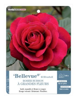 Rosier à grandes fleurs Bellevue® KORvuebell