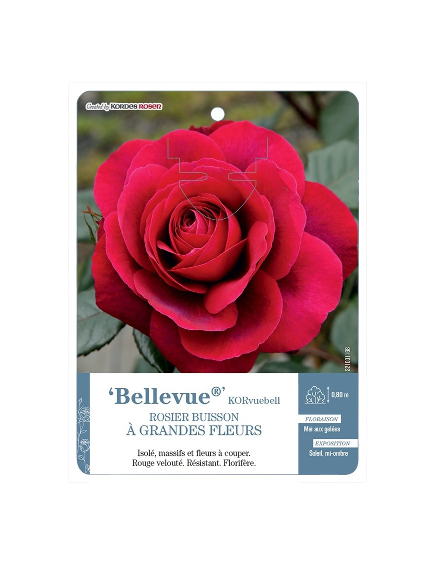 Rosier à grandes fleurs Bellevue® KORvuebell