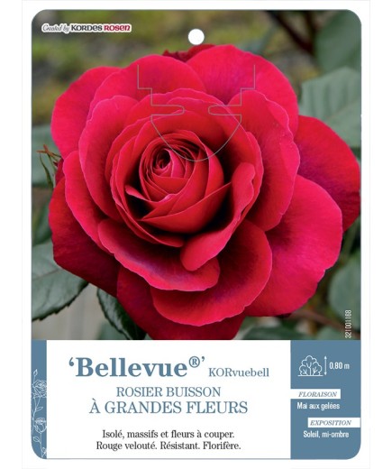 Rosier à grandes fleurs Bellevue® KORvuebell