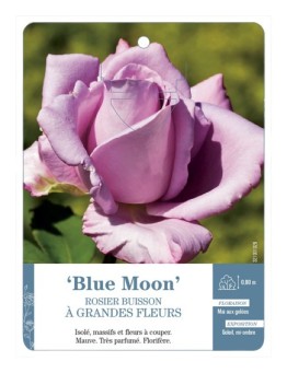 Rosier à grandes fleurs Blue Moon