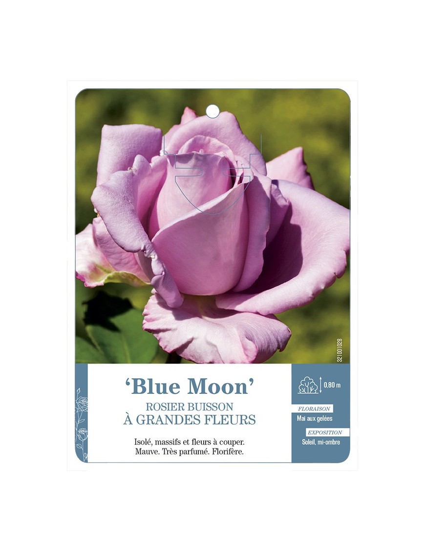 Rosier à grandes fleurs Blue Moon