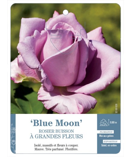 Rosier à grandes fleurs Blue Moon