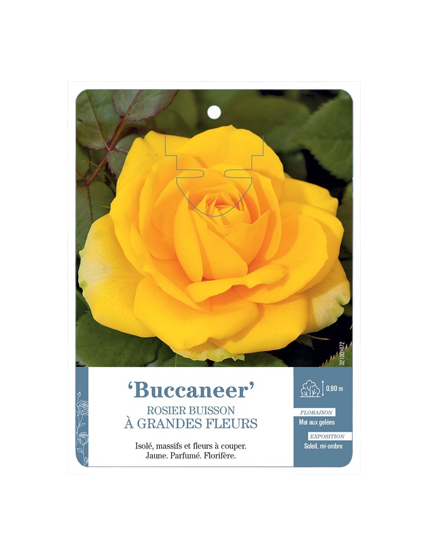 Rosier à grandes fleurs Buccaneer