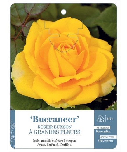 Rosier à grandes fleurs Buccaneer