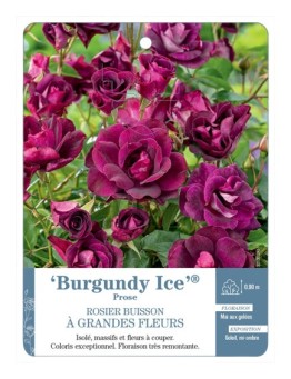 Rosier à grandes fleurs Burgundy Ice® Prose