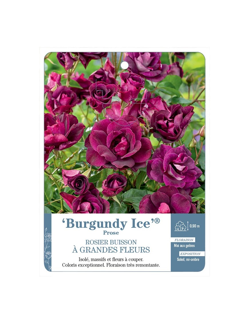 Rosier à grandes fleurs Burgundy Ice® Prose