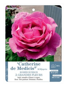 Rosier à grandes fleurs Catherine de Medicis® KORjupvio