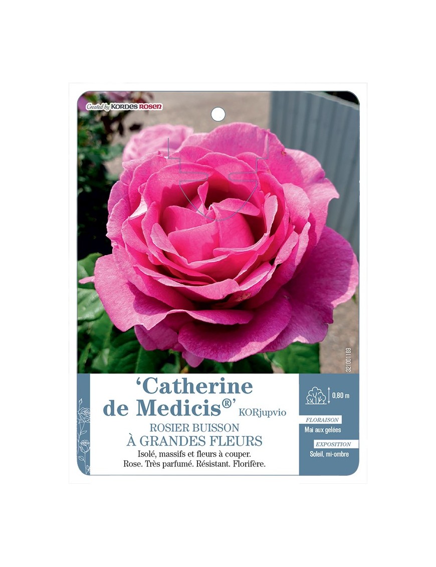 Rosier à grandes fleurs Catherine de Medicis® KORjupvio