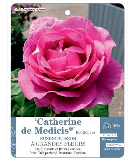 Rosier à grandes fleurs Catherine de Medicis® KORjupvio