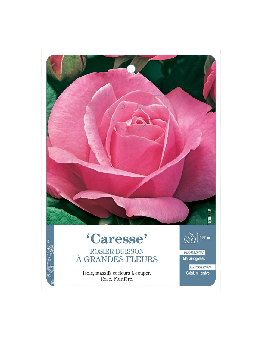 Rosier à grandes fleurs Caresse