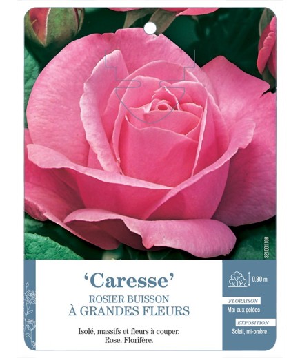 Rosier à grandes fleurs Caresse