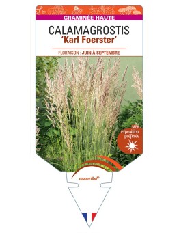 CALAMAGROSTIS x acutiflora Karl Foerster