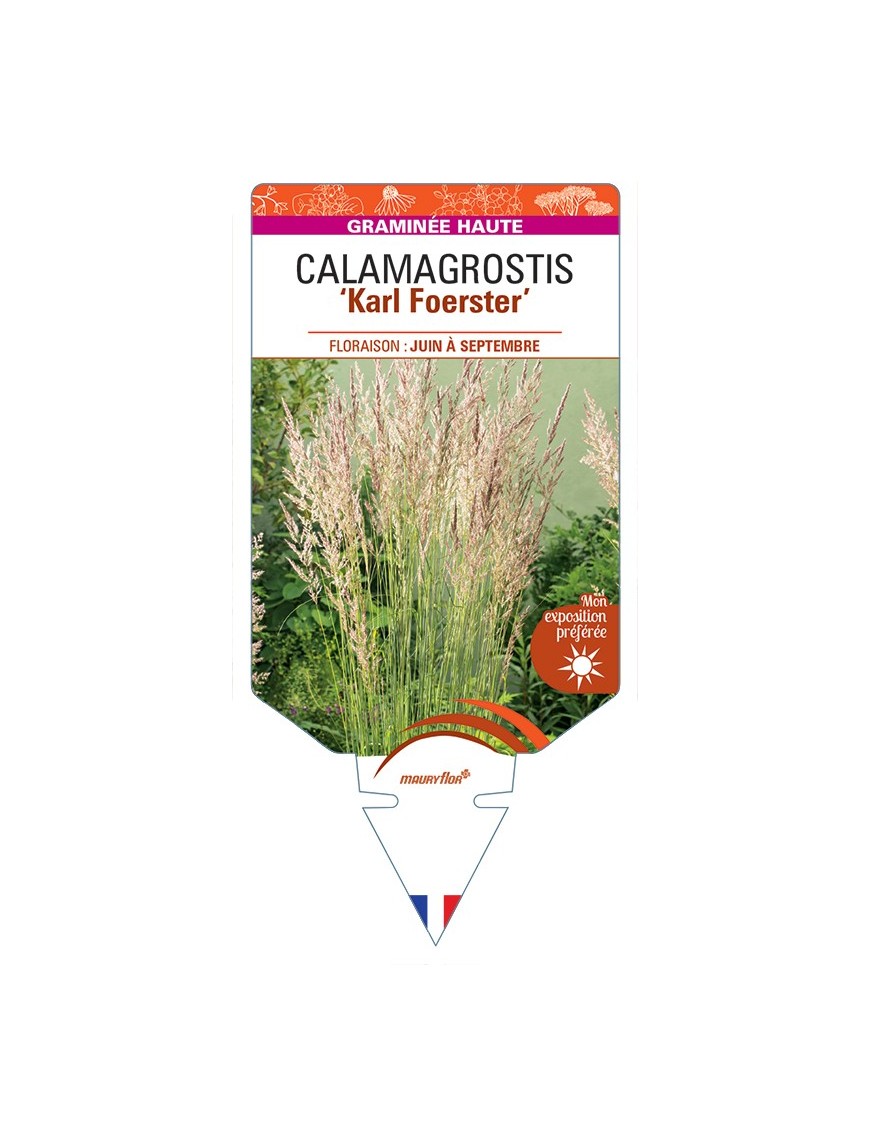 CALAMAGROSTIS x acutiflora Karl Foerster