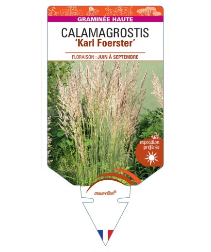 CALAMAGROSTIS x acutiflora Karl Foerster