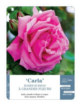 Rosier à grandes fleurs Carla