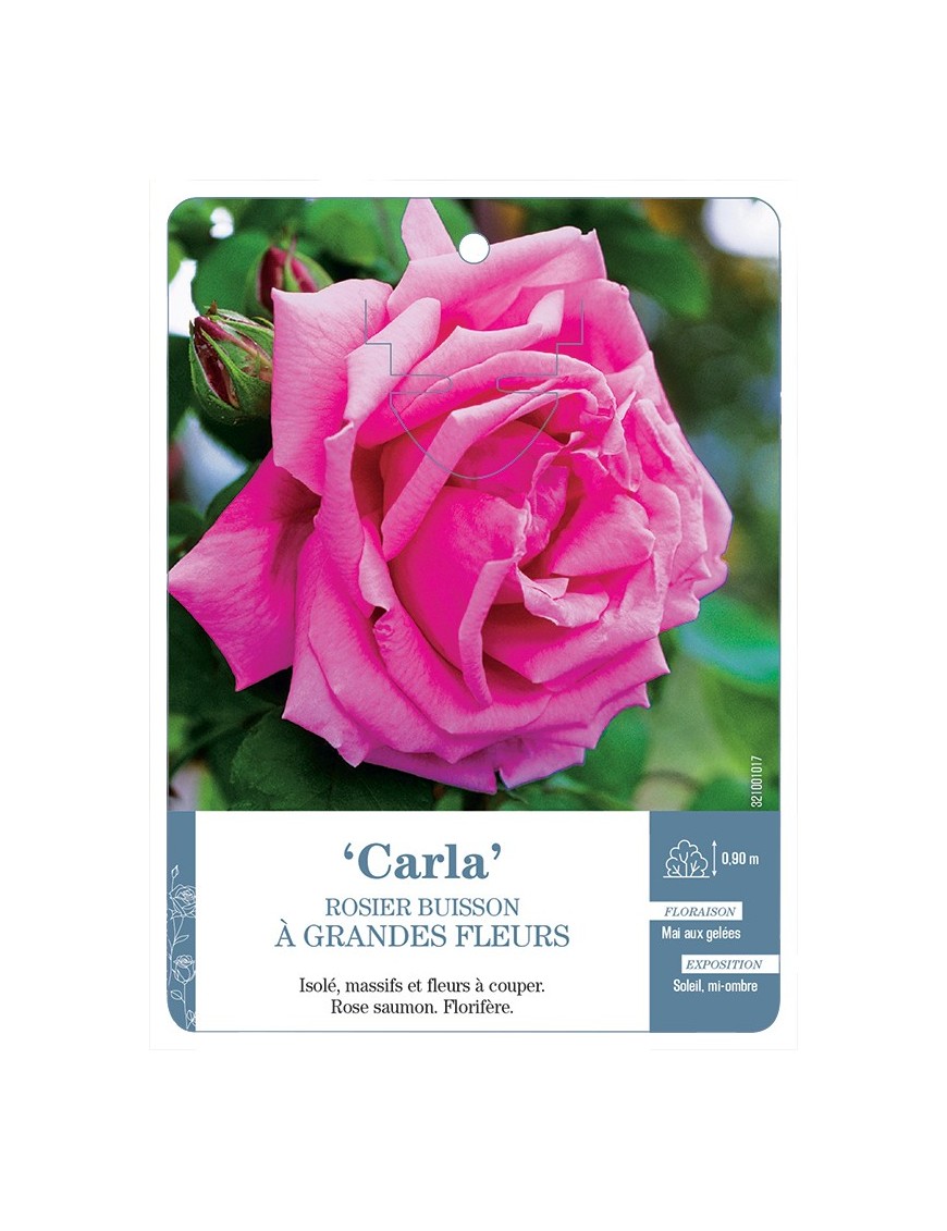 Rosier à grandes fleurs Carla