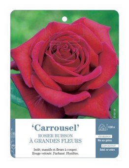 Rosier à grandes fleurs Carrousel