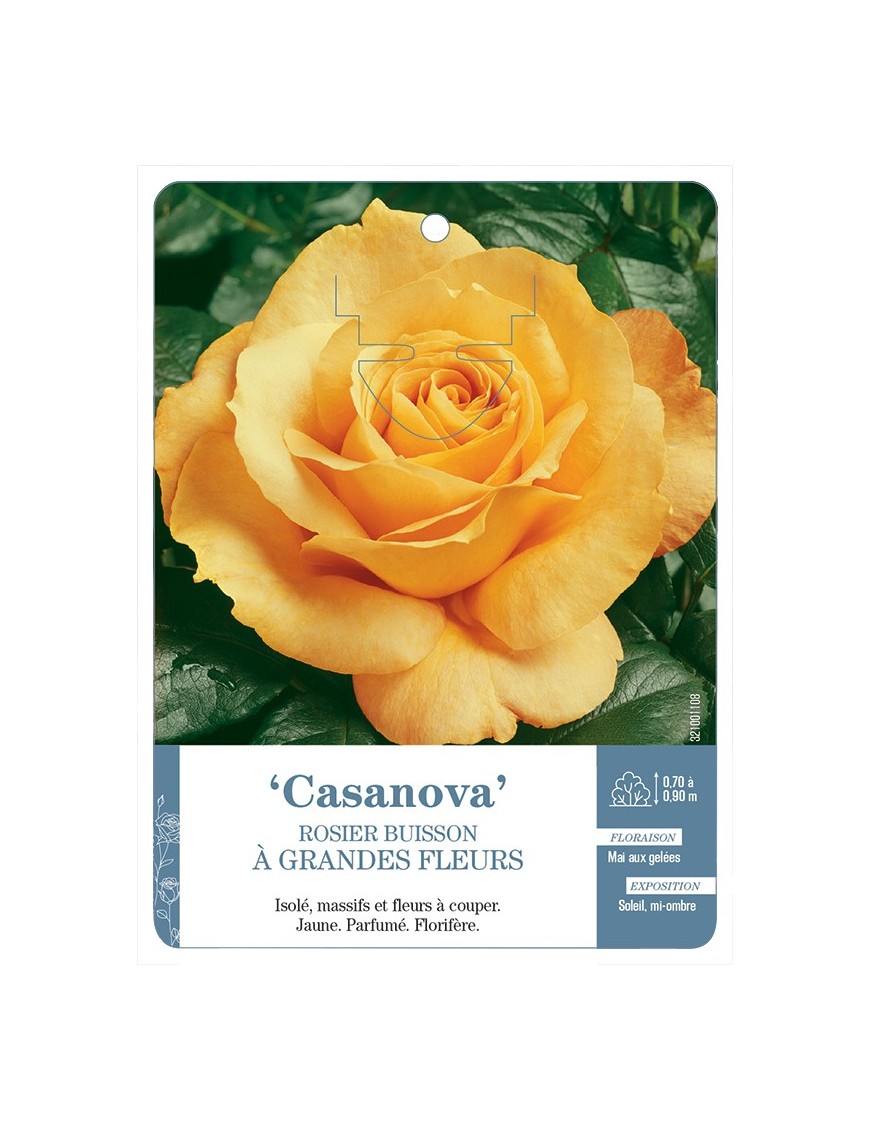 Rosier à grandes fleurs Casanova
