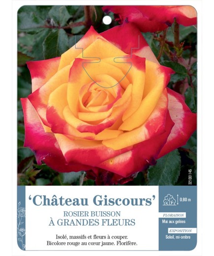 Rosier à grandes fleurs Château Giscours