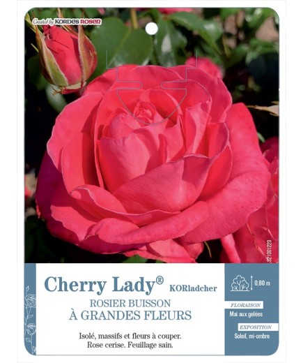 Rosier à grandes fleurs Cherry Lady® KORladcher