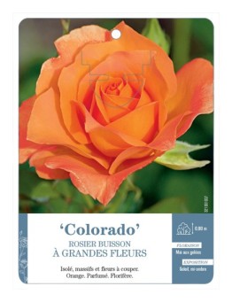 Rosier à grandes fleurs Colorado