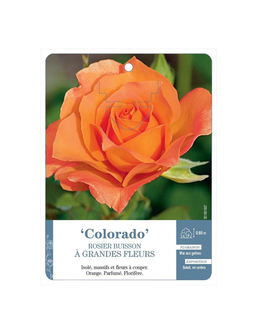 Rosier à grandes fleurs Colorado