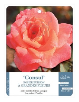 Rosier à grandes fleurs Consul