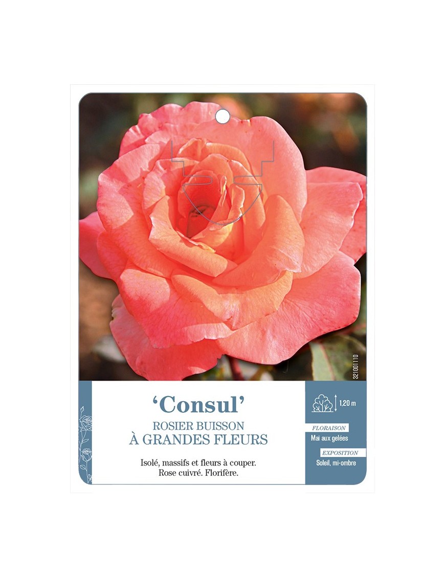 Rosier à grandes fleurs Consul