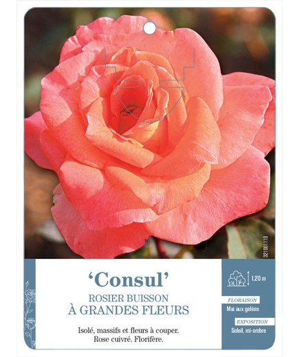 Rosier à grandes fleurs Consul