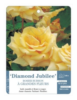 Rosier à grandes fleurs Diamond Jubilee