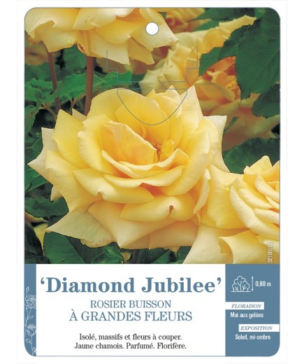 Rosier à grandes fleurs Diamond Jubilee