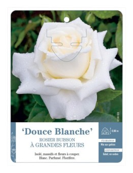 Rosier à grandes fleurs Douce Blanche