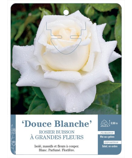 Rosier à grandes fleurs Douce Blanche