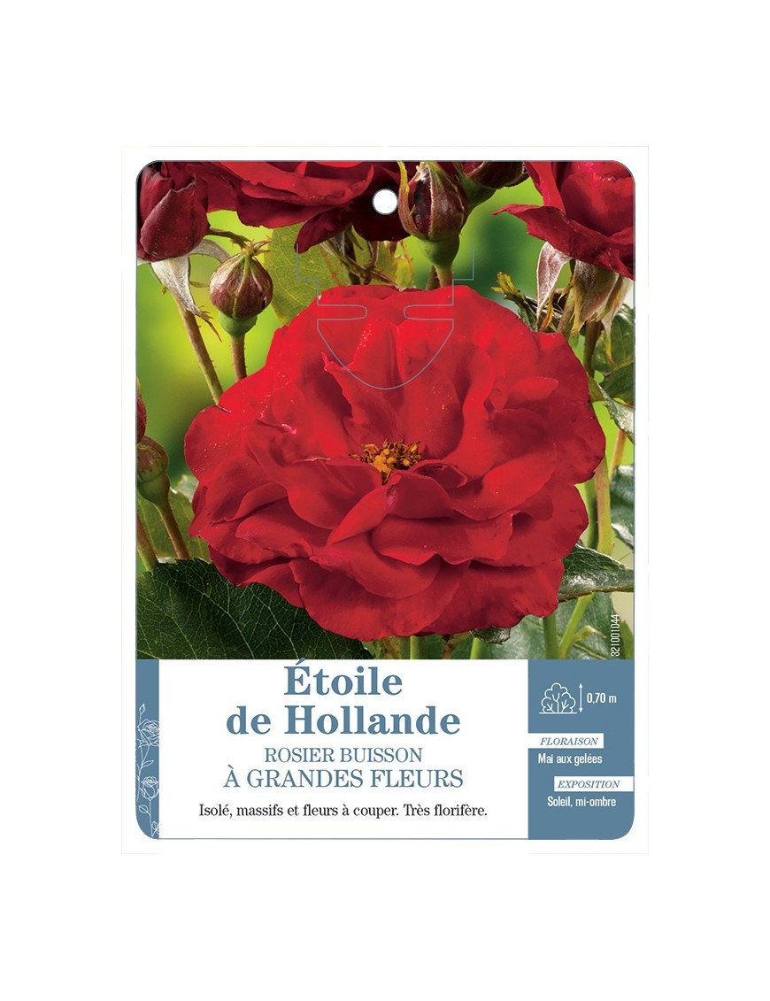 Rosier à grandes fleurs étoile de Hollande