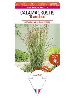 CALAMAGROSTIS x acutiflora Overdam